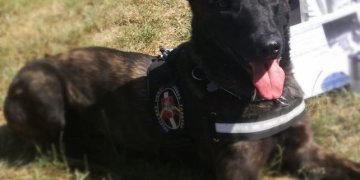 Olandų aviganis Herkus susekė ir rūkalų krovinį, ir jį gabenusius kontrabandininkus