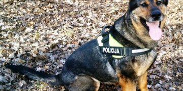 Tarnybinio šuns uoslė – nepamainoma pareigūnų pagalbininkė