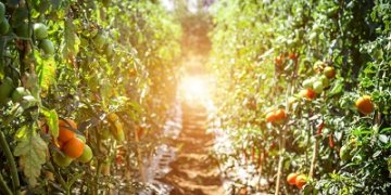 Pomidorų sėja pagal mėnulio kalendorių