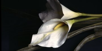 Išankstinis laidotuvių planavimas: išpopuliarėjo užsienyje, tačiau lieka tabu Lietuvoje