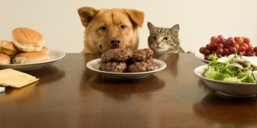 Augintinių mitybos pavojai – nuo alergijos iki grėsmės gyvybei