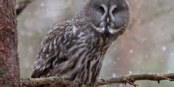 Artimesnei pažinčiai su paukščiais – renginys „Ką ūbauja pelėdos“