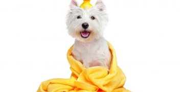 Augintinis šeriasi – ar galima to išvengti?