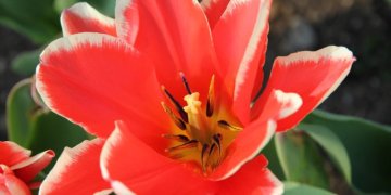 Kovo 8-oji: gėlės, dovanos ir meduoliai