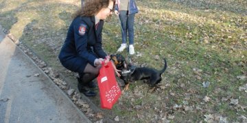 Vilnius skelbia tvarkingų augintinių akciją