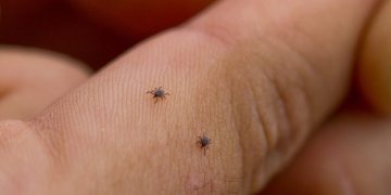 Erkės jau nubudo ir ieško maisto: būkite atsargūs