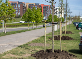 Šį pavasarį Vilniuje sodinama daugiau kaip 3 tūkst. naujų želdinių