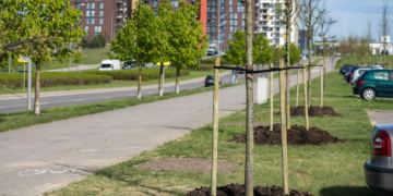 Šį pavasarį Vilniuje sodinama daugiau kaip 3 tūkst. naujų želdinių