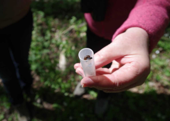 VU GMC studentai surado naują Lietuvos raudonosios knygos rūšies radimvietę