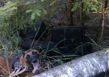 UKRAINIETIS ČEPKELIŲ REZERVATE DIRBO KONTRABANDOS NEŠIKU