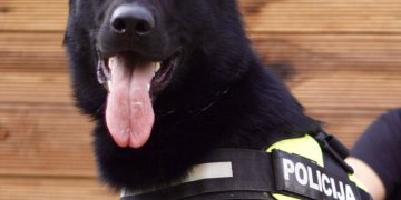 Įtariamąjį, besislepiantį upėje, aptiko policijos tarnybinis šuo