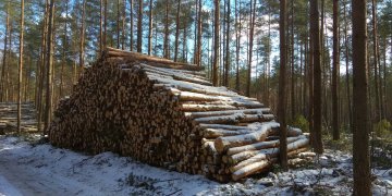 Teismas iš naujo turės spręsti ginčą dėl padidintos miškų kirtimo normos