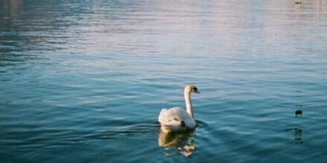 Atlikti pakartotiniai Elektrėnų marių (ties Pastrėviu) ir Aujėdo ežero vandens tyrimai: maudytis – saugu!