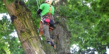 Ieškantiems adrenalino ir gamtos – dar neatrasta profesija medžiuose