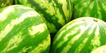 Atlikus tyrimus arbūzuose nitratų neaptikta