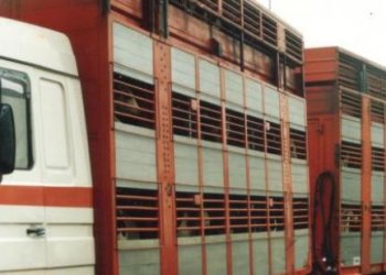 Dvi dienas bandovežiuose laikyti gyvuliai sėkmingai išvežti į gyvulių karantino punktą