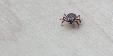 Kovoje su erkėmis gamtinių teritorijų purškimas nepadės