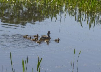 Dėl padidėjusios vandens taršos Minkelių ežere maudytis nerekomenduojama