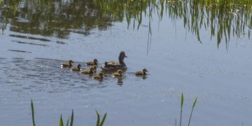Dėl padidėjusios vandens taršos Minkelių ežere maudytis nerekomenduojama