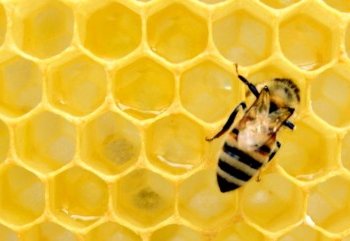 Kvietimas teikti paraiškas paramai už bičių maitinimą gauti