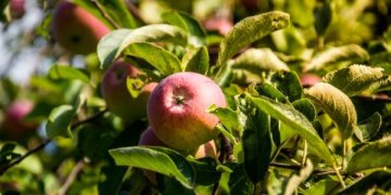Šalnų ir sausros įtaka obuolių derliui ir kokybei