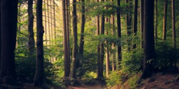 Dėl medžių kirtimo giriose – teatralizuota protesto akcija Vilniuje