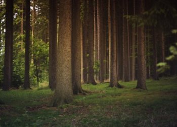 Didžiausi miško valdytojai – IKEA, Suomijos įmonė ir „Dzūkijos miškas“