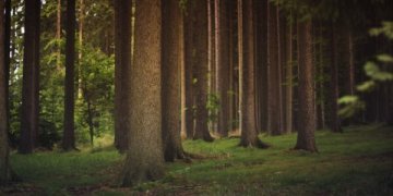 Didžiausi miško valdytojai – IKEA, Suomijos įmonė ir „Dzūkijos miškas“