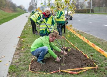 Vilniuje sodinama daugiau kaip 2 500 medžių ir krūmų