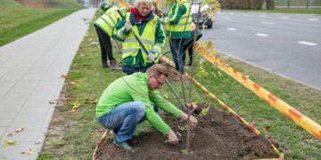 Vilniuje sodinama daugiau kaip 2 500 medžių ir krūmų