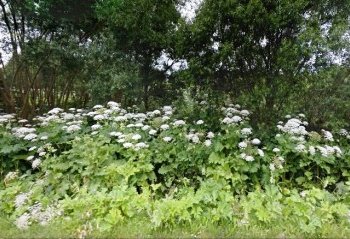 Vilniaus rajono savivaldybė griežtina Sosnovskio barščiais apaugusių sklypų kontrolę
