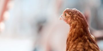 Nerimauja dėl paukštininkystės ateities: į Lietuvą atkeliauja lenkiškų produktų perteklius?