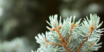 Valstybinių miškų urėdija pradeda prekybą Kalėdų eglutėmis