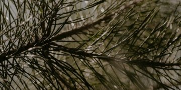 Augalams dengti – nemokamai dalinami eglišakiai