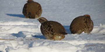 Specialistų išvados kelia nerimą: šalyje sparčiai nyksta net įprastų paukščių populiacijos