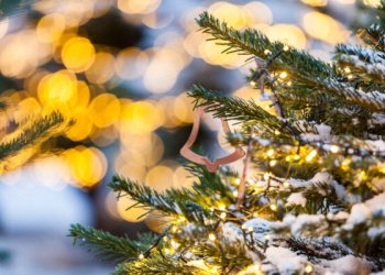 Vilniuje – 80 aikštelių nupuoštoms eglėms surinkti