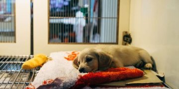 Kalėdinė mugė beglobiams gyvūnams paremti „Draugystė”