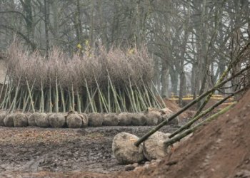 Trakų Vokės dvaro teritorijoje sodinamos 175 liepos