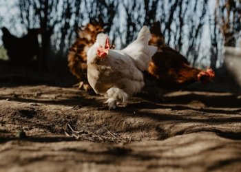 Griežtinama paukščių gripo kontrolė