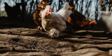 Griežtinama paukščių gripo kontrolė