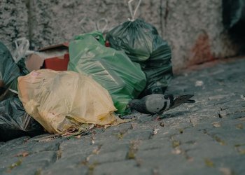 Vilniaus vicemeras: atliekų vežėjams nesilaikant grafiko, gali būti nutrauktos sutartys