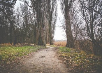 Šių metų sausis – šilčiausias istorijoje, teigia meteorologai