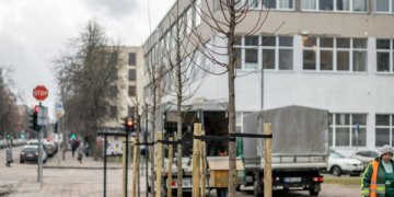 vilnius sodina medzius