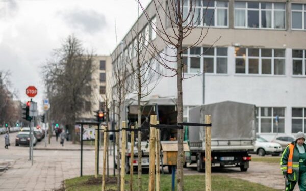 vilnius sodina medzius