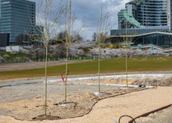 Atnaujinamam aikštynui prie Baltojo tilto – šimtai sunkvežimių smėlio ir želdynų grunto