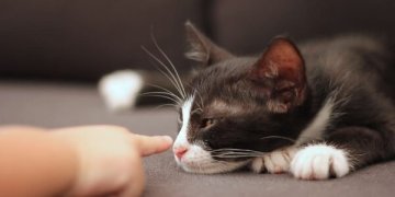 šeimos susirinkimas