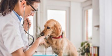 Didžiausią pavojų gyvūnams ir žmonėms kelia erkės