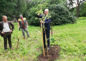 Vingio parke – ąžuoliukai visiems, prisidėjusiems prie kovos su koronavirusu