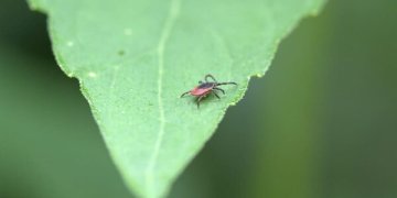 skiepai nuo ensefalito