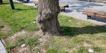 Žaliajame Vilniuje –  rūpestis visais medžiais: prižiūrimi ir jauni, ir seni